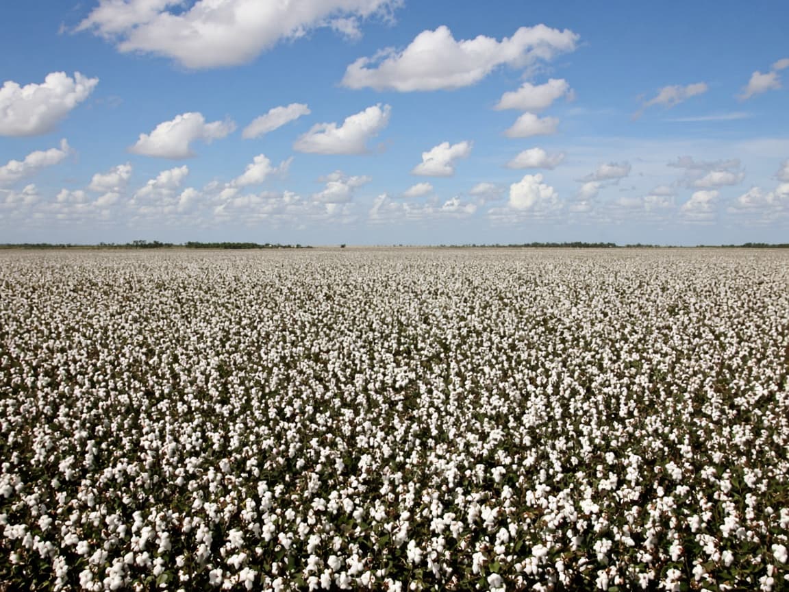 Brazilian Cotton
